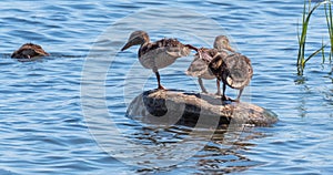 Mother duck with ducklings