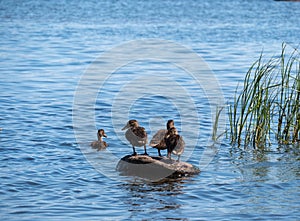 Mother duck with ducklings