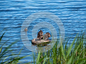 Mother duck with ducklings