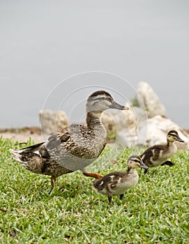 Mother duck and ducklings.