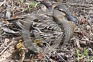 Mother Duck and Ducklings