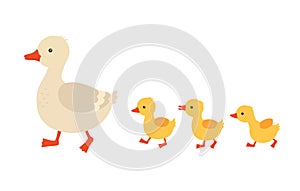 Mother duck and ducklings. Cute baby ducks walking in row. Cartoon vector illustration. Duck mother animal and family photo