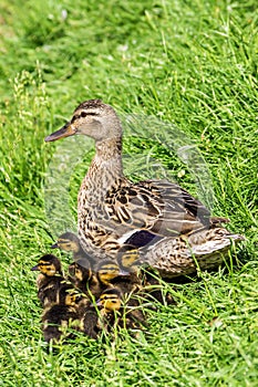 Mother duck and ducklings in the grass