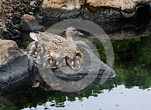 Mother Duck and Ducklings Resting in Pond