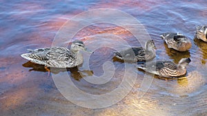 mother duck and ducklings swim near the shore of the lake