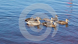 mother duck and ducklings swim near the shore of the lake