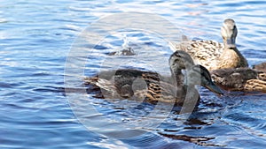 mother duck and ducklings swim near the shore of the lake