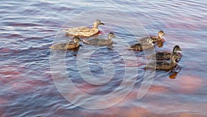 mother duck and ducklings swim near the shore of the lake