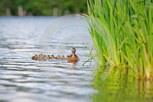 Mother Duck With Ducklings On Water By Reeds