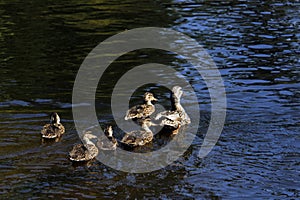 Family of ducks in harbour at Kenora, Ontario photo