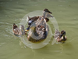 Mother duck with four little ducklings on the water