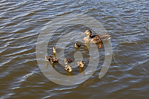 Mother duck with her beautiful, fluffy ducklings swimming together on a lake. Wild animals in a pond