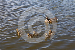 Mother duck with her beautiful, fluffy ducklings swimming together on a lake. Wild animals in a pond