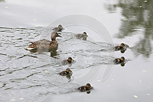 Mother duck with her ducklings