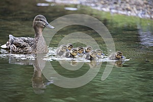 Mother duck with her ducklings