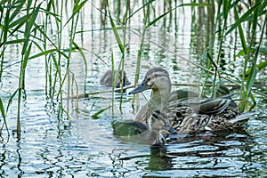 Mother duck with her ducklings. Family of ducks. Duck with chicks