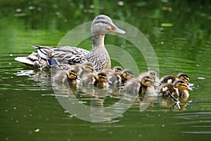 Mother duck with her ducklings