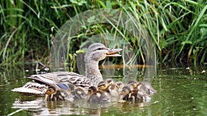 Mother duck with her ducklings