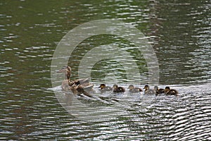 Mother Duck with her newborn offspring swimming in a pond
