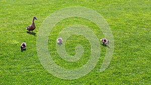 Mother duck leads her children little ducklings in a meadow to graze.