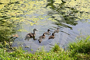 Mother duck with little ducklings swimming in a pond on a Sunny summer day.