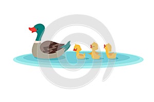 Mother duck and little ducks in water. Ducklings swimming in row. Cartoon vector illustration