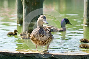 Mother duck, mallard and ducklings swimming on lake