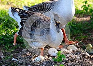A Mother Duck With Only One Foot Protects Her Eggs