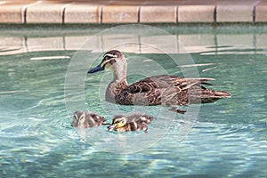 Mother Duck paddling in a pool