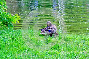 Mother duck preening its feathers while its two baby ducks sleep cozy under her wings, on green grass, at the edge of lake