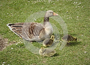 Mother duck protecting her baby ducklings.