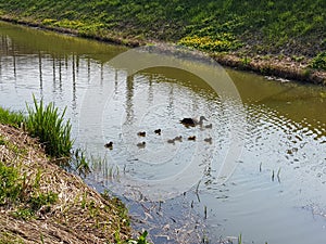 Mother duck swimming with baby duckling chicks