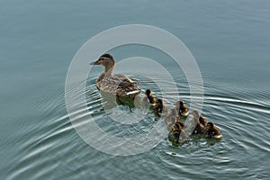 Mother Duck Swimming with Ducklings on the Lake