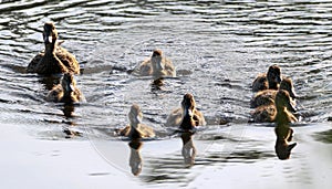 Mother duck swimming with her babies