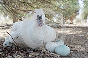 Mother duck taking care of her eggs