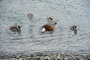 Mother duck is teaching her ducklings how to find food in the shallow water of Lake Wakatipu