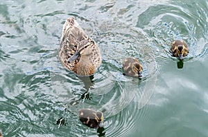 Mother duck and three little ducks.