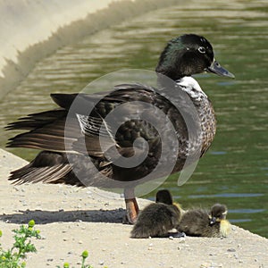 Mother duck with two babies.