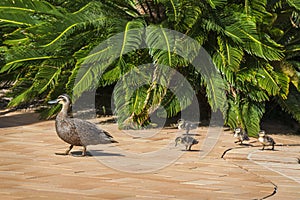 Mother Duck walking her Ducklings