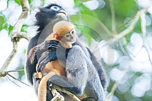 Mother dusky leaf monkey holding a newborn