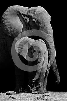 Mother Elephant and Baby