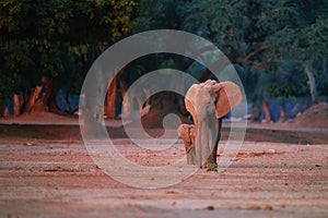 Mother elephant with baby elephant coming out of the bush to drink from the Zambezi River. African elephant family illuminated by