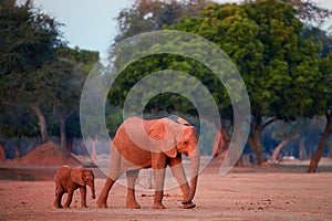 Mother elephant with baby elephant coming out of the bush to drink from the Zambezi River. African elephant family illuminated by