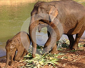 Mother elephant with baby elephant at Nam Khan River in Laos