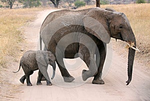 Madre un elefante el becerro 