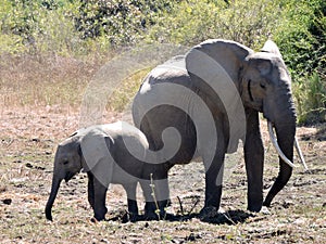 Mother Elephant with Calf