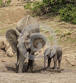 Mother elephant and calf drinking from a waterhole in Botswana, Africa