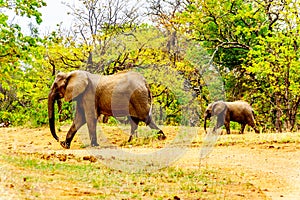 Mother Elephant with a Calf Elephant in Kruger Park in South Africa