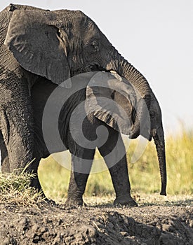 Mother elephant and calf hug