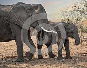 Mother elephant and calf together